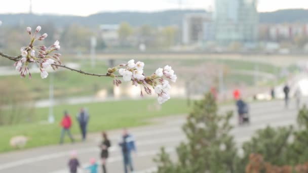 Sakura çiçekleri. Yoldan geçenler tarafından arka planda. Seçici odak. — Stok video