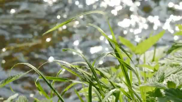 Natürlicher Hintergrund von grünem Gras gegen sprudelndes Wasser — Stockvideo