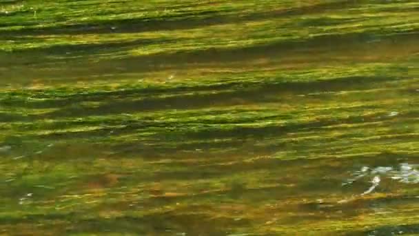 Schöne Unterwasserpflanzen bewegen sich im Flusswasser. — Stockvideo