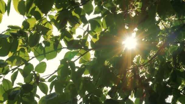 Zon schijnt door groene bladeren — Stockvideo