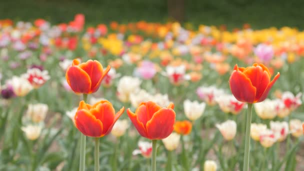 Rote Tulpen blühen Nahaufnahme - Schieberegler Dolly Schuss — Stockvideo