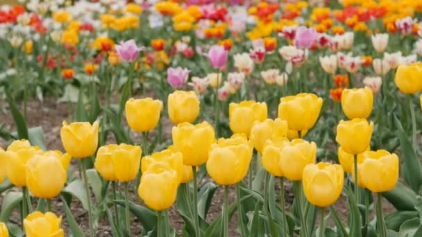 Múltiples tulipanes de colores en un jardín. Slider tiro — Vídeos de Stock