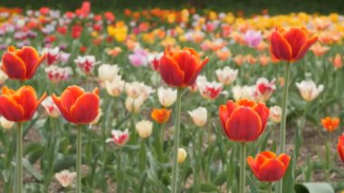 kırmızı lale closeup - kaymak dolly ateş açan