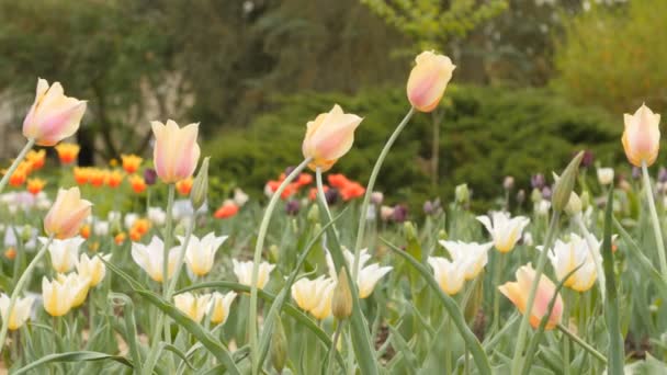 Campo de florecimiento tulipanes de diferentes colores - slider dolly shot — Vídeo de stock