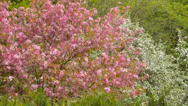 Blühender Apfelbaum mit rosa Blüten. Wald im Hintergrund — Stockvideo