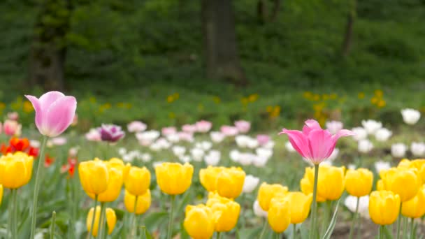 Многоцветные тюльпаны в саду, дующем на ветру — стоковое видео