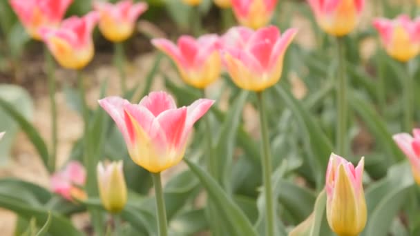 Gebied van bloeiende verschillende kleur tulpen - schuifregelaar dolly schot — Stockvideo