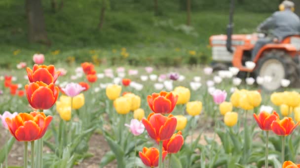 Tulpenfeld mit Traktor — Stockvideo