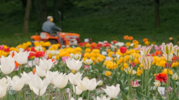 Tulpenfeld mit Traktor — Stockvideo