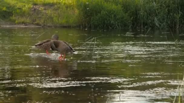 Kachna sedí na kameni, teče řeka — Stock video