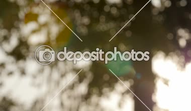 Arka plan bulanıklık doğal güneş ışığı bokeh arka ağaç.