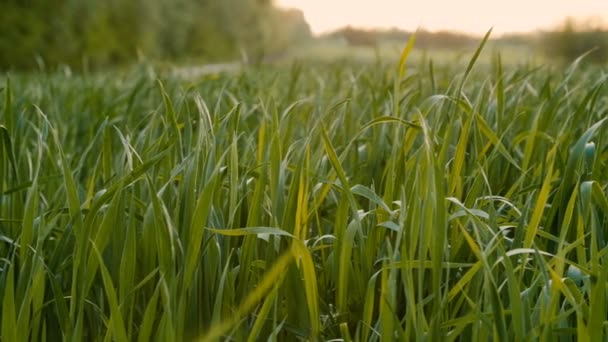 Ontgonnen veld van jonge groene tarwe in de ochtend. — Stockvideo