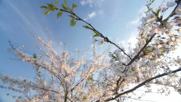 Düşük açılı bakış beyaz bir çiçek açan, kiraz ağacı gölgelik — Stok video