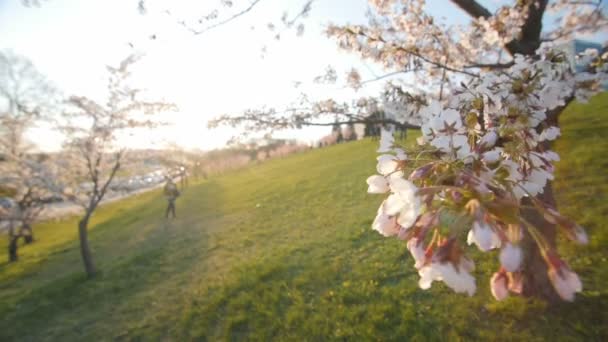 Gren av en blommande cherry tree. Kort skärpedjup. — Stockvideo