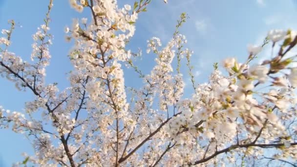 Низкий угол обзора цветущего полога белого вишневого дерева — стоковое видео