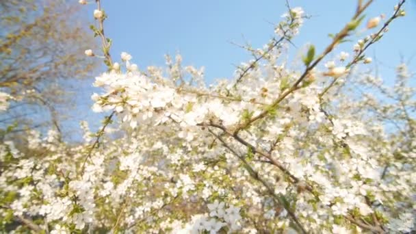 Tranquil adegan mekar plum pohon oleh musim semi . — Stok Video