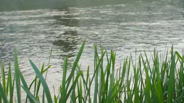 Natürlicher Hintergrund von grünem Gras gegen sprudelndes Wasser — Stockvideo