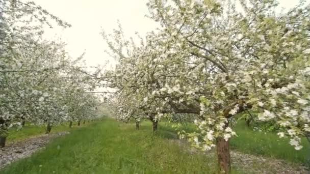 Ανθισμένα δέντρα μηλιάς με τα άσπρα λουλούδια άνοιξη. — Αρχείο Βίντεο