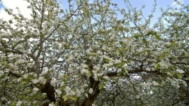 Manzanos florecientes con flores blancas en primavera . — Vídeo de stock