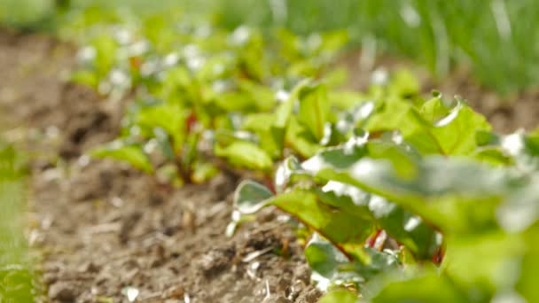 Jonge beetroots groeien in ecologische tuin. — Stockvideo