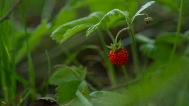 Zblízka střílel divoké jahody do přírody — Stock video