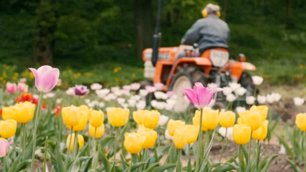 Gebied van tulpen met trekker. Bewolkte dag. — Stockvideo