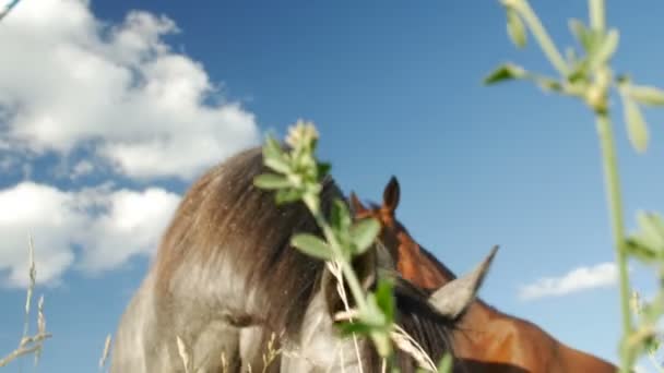 Caballos en el campo verde — Vídeos de Stock