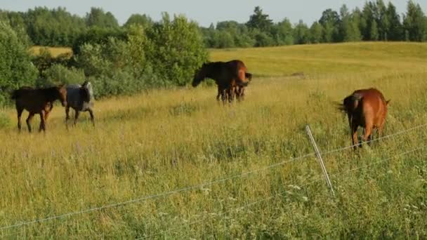 Horses in Green Field — Stock Video