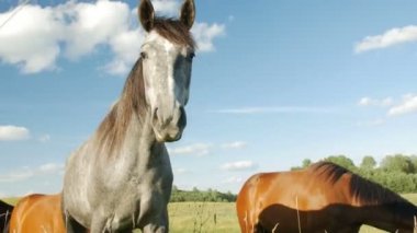 yeşil alan içinde atlar