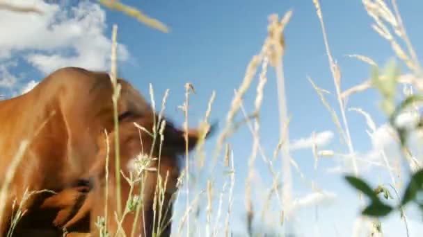 Caballos en el campo verde — Vídeo de stock