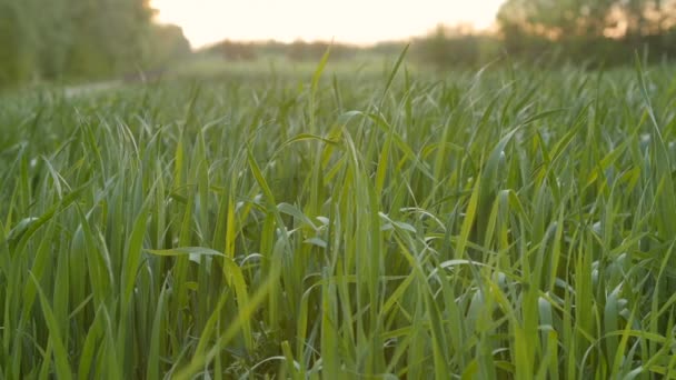 Odlade fält av ung grön vete på morgonen. — Stockvideo