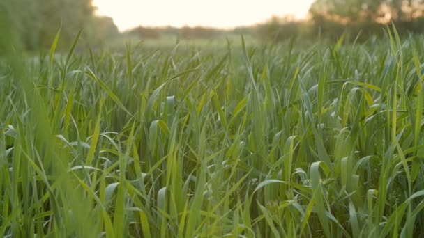 Ontgonnen veld van jonge groene tarwe in de ochtend. — Stockvideo