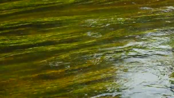 Hermosas plantas submarinas se mueven en la corriente de agua del río . — Vídeos de Stock