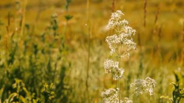 Yaz çiçek açan güzel yabani ot. Beyaz yabani ot yakın çekim.