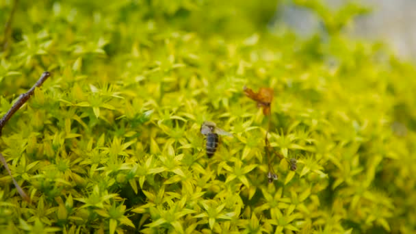 Honigbiene auf einer gelben Blume mit natürlichem Hintergrund — Stockvideo