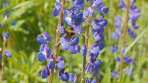Bee collects honey from lupine. — Stock Video