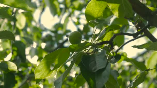 Unreife grüne Äpfel hängen an einem Apfelbaum. — Stockvideo