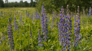 Mavi lupine çayırda.