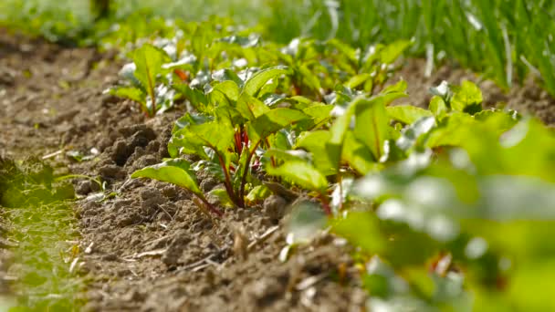 Jonge beetroots groeien in ecologische tuin. — Stockvideo