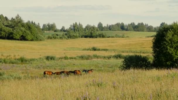 Caballos en el campo verde — Vídeos de Stock