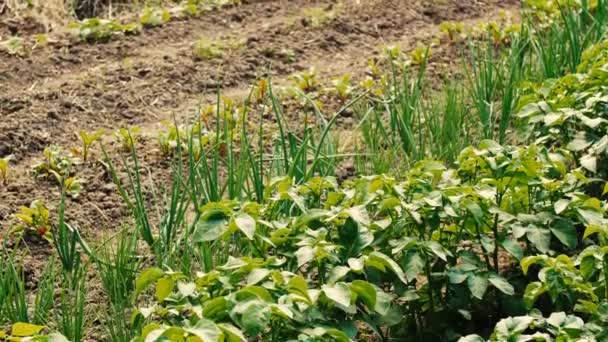 Privater Gemüsegarten mit verschiedenen essbaren Pflanzen, die auf Beeten wachsen — Stockvideo