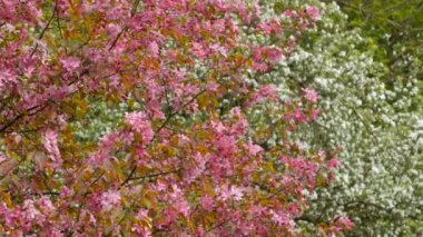 Pembe çiçekleri ile çiçeklenme elma ağacı. Orman arka plan üzerinde