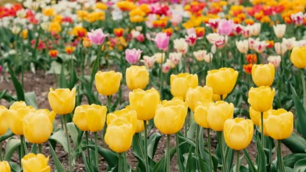 Múltiples tulipanes de colores en un jardín. Slider tiro — Vídeos de Stock