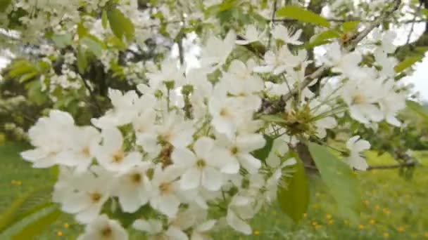 Fiore primaverile su grande ramo di ciliegio . — Video Stock