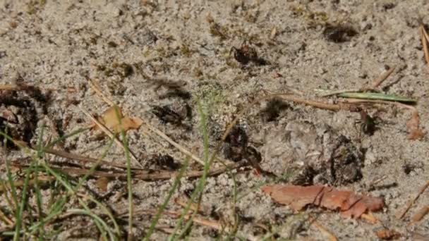 Γκρο πλαν βολή από μικρά μυρμήγκια . — Αρχείο Βίντεο