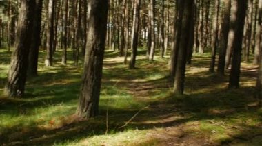 Ormanda güneş ışığı.