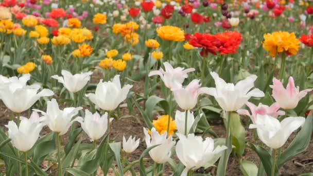 Schöne mehrfarbige Tulpen Nahaufnahme. Schieberegler. — Stockvideo