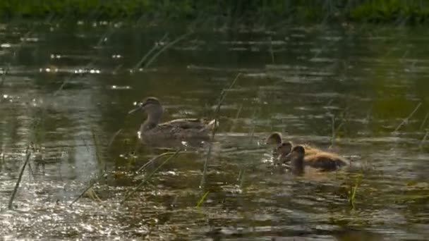 Kvinnliga gräsand med ungar simmar i floden. — Stockvideo