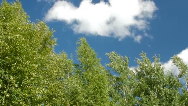 Árbol contra cielo azul claro — Vídeos de Stock