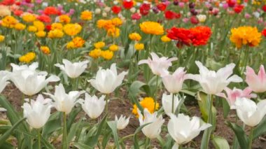 Güzel çok renkli Lale portre. Kaymak görüntüleri.